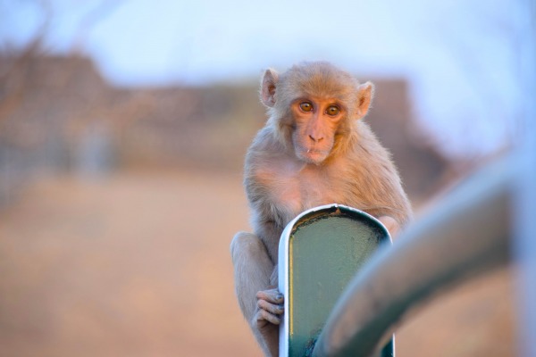 Pic Of Monkey in Kajligarh fort