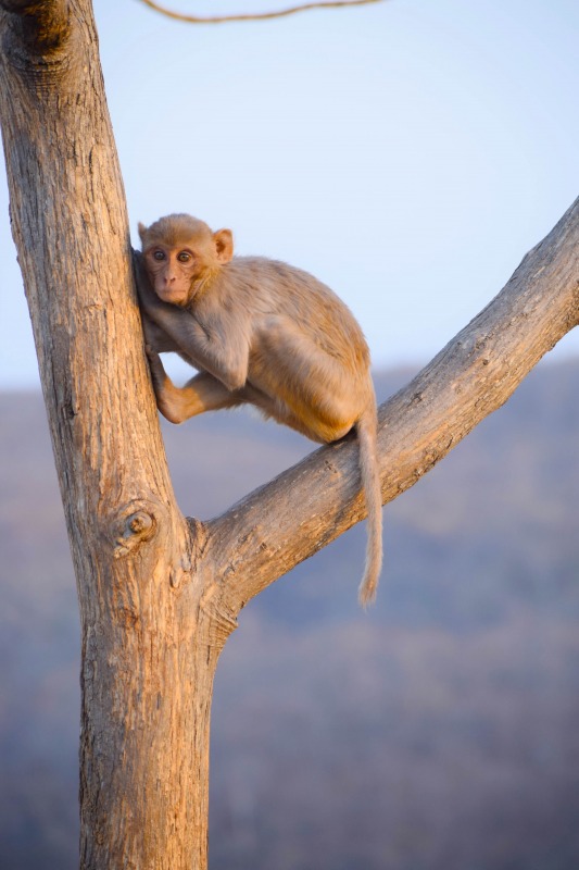 Image Of A monkey in kajligarh fort