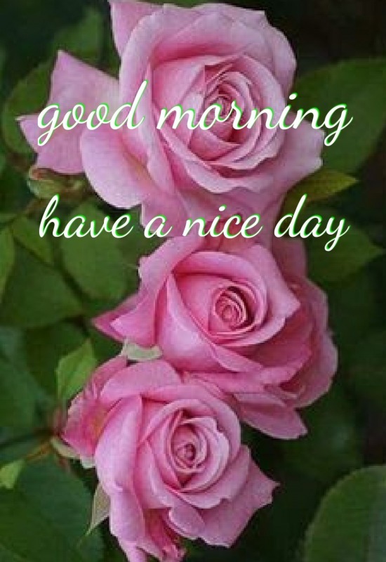 Good morning  have a nice day