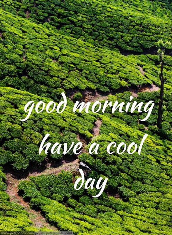 IMAGE OF GOOD MORNING HAVE A COOL DAY