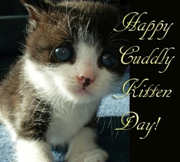 Happy Cuddly Kitten Day