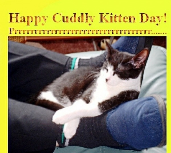 Happy Cuddly Kitten Day Image