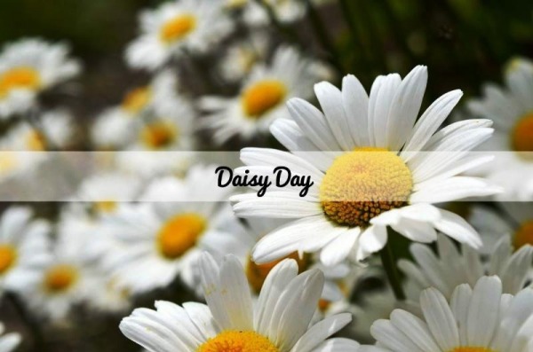 Daisy Day