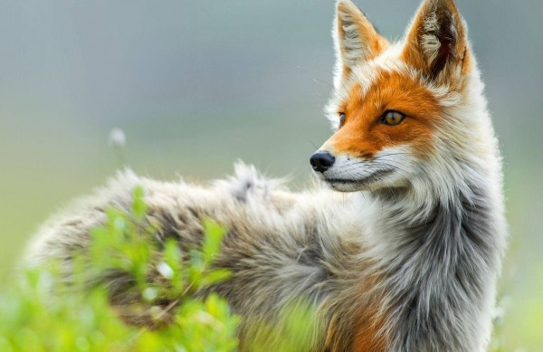 Beautiful Fox