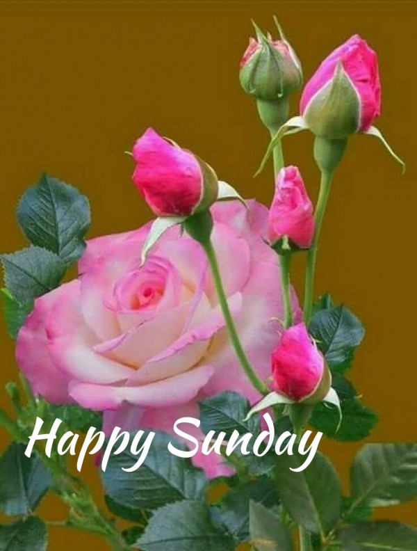 Happy Sunday