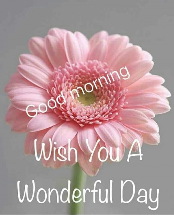 Good Morning Wish You A Wonderful Day