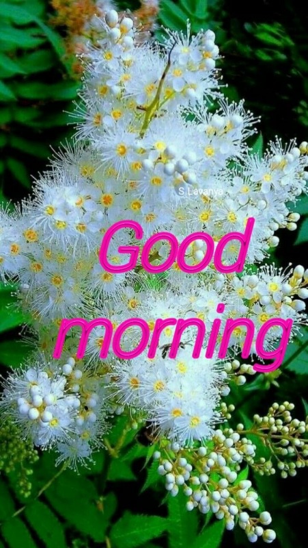 Photo Of Good Morning