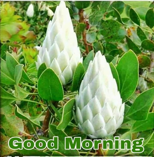 Picture Of Good Morning