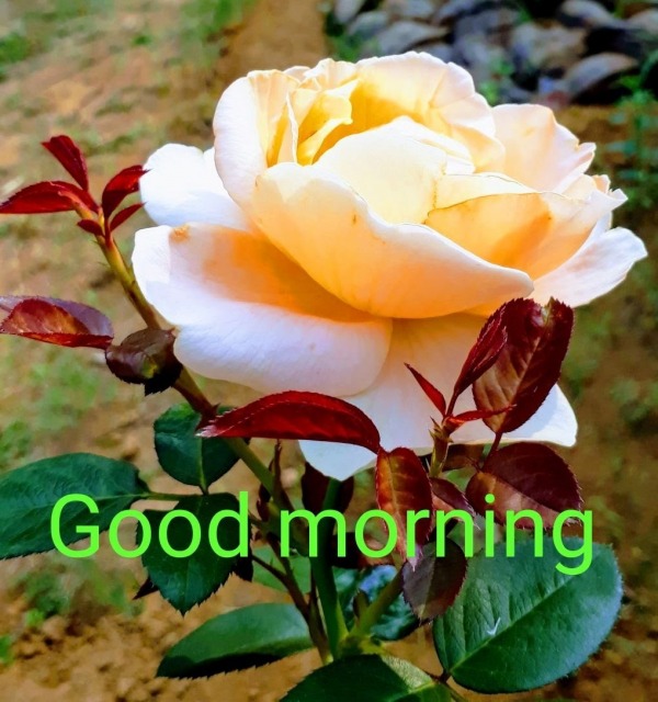 Good Morning With Beautiful Yellow Flower