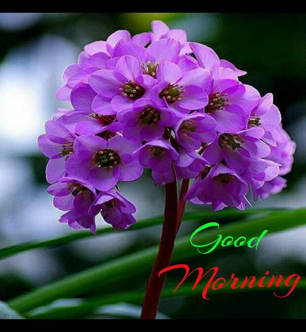 Picture Of Good Morning
