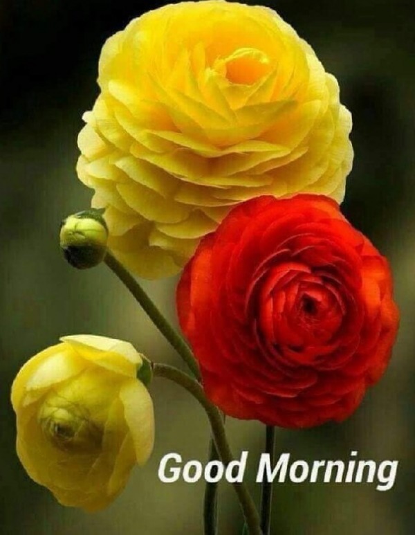 Good Morning With Red And Yellow Roses