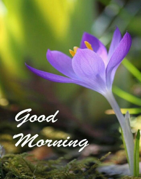 Picture Of Good Morning