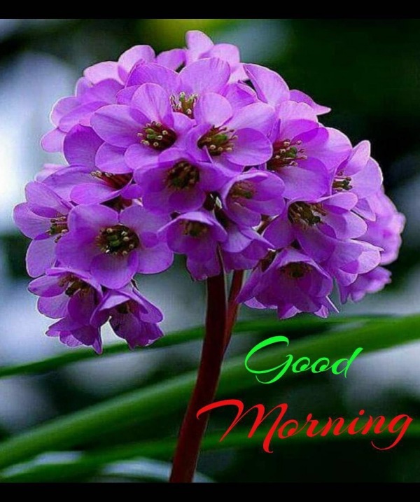 Pic Of Good Morning