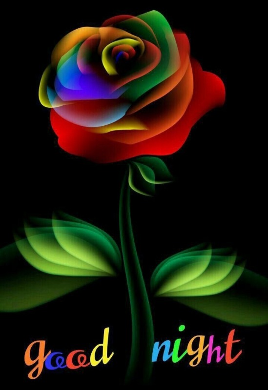 Good Night With Beautiful Rose