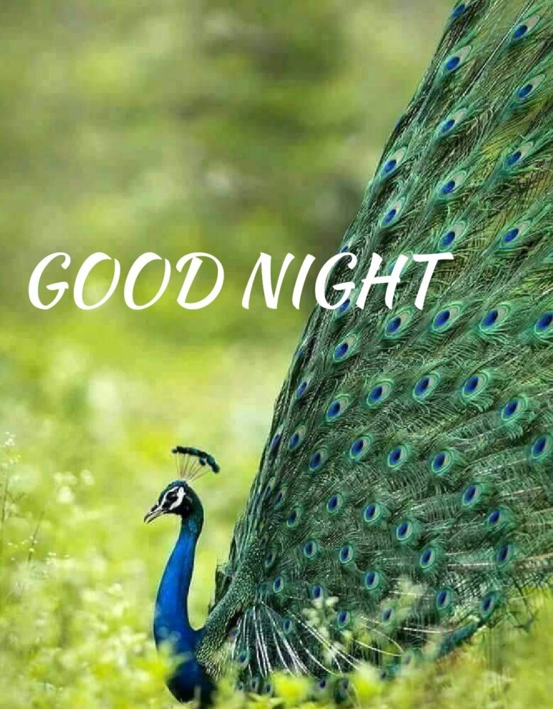 Amazing Good Night Image - DesiComments.com