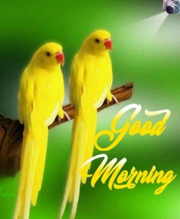 Good Morning With Yellow Parrots