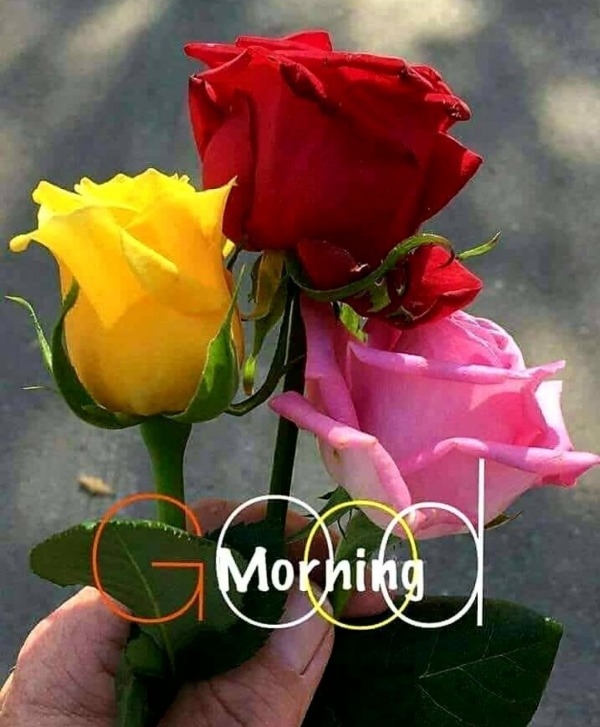 Good Morning With Colorful Roses