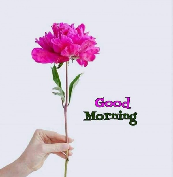Good Morning With Beautiful Flower