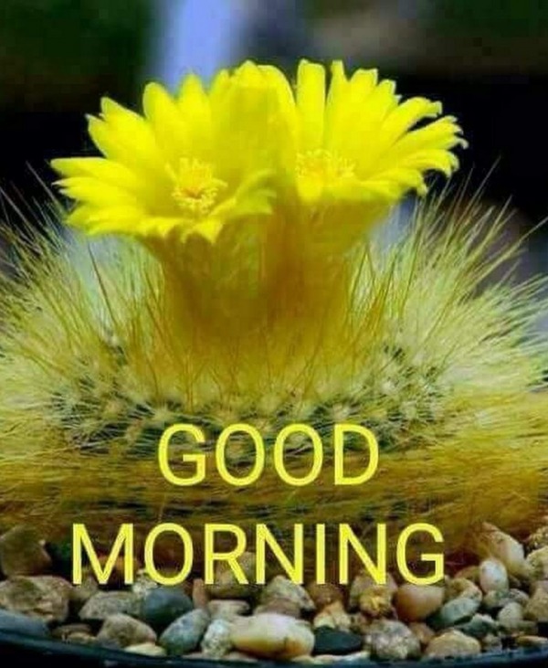 Good Morning With Yellow Flower