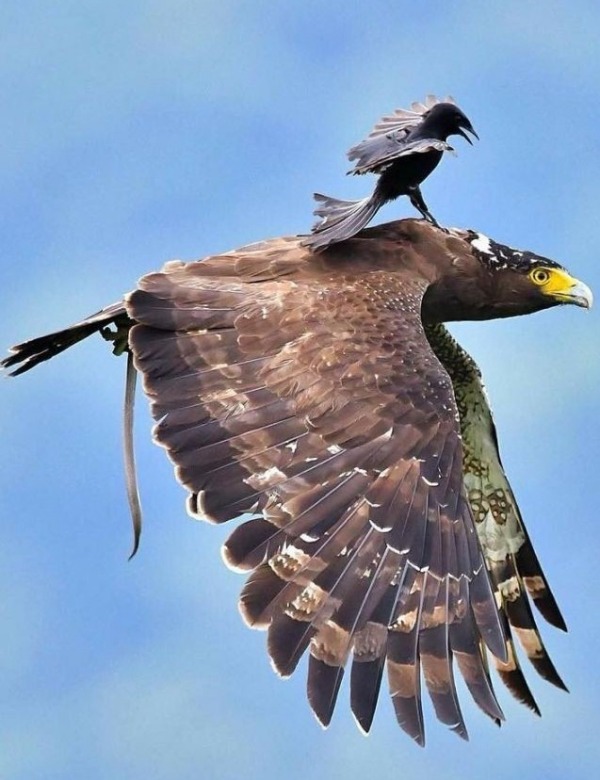 Small Bird Riding On Eagle