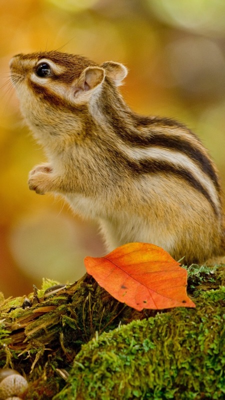Squirrel