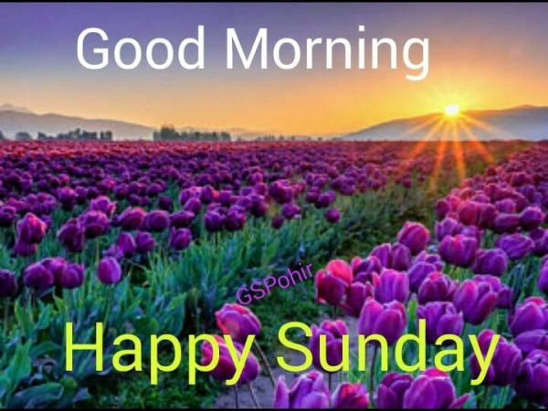 Happy Sunday