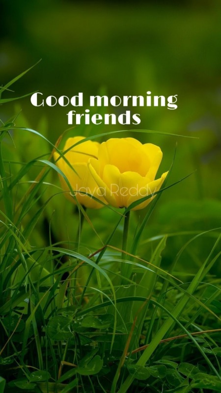 Good Morning Friend