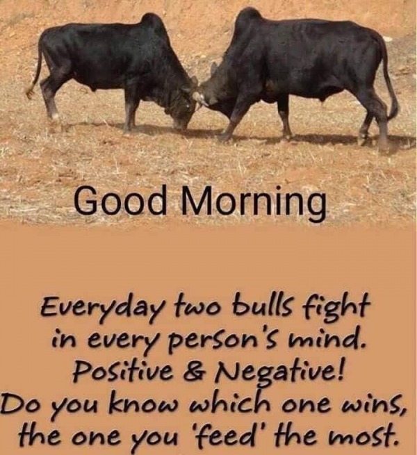 Everyday Two Bulls Fight