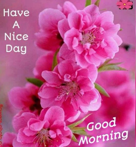 Have A Nice Day - DesiComments.com