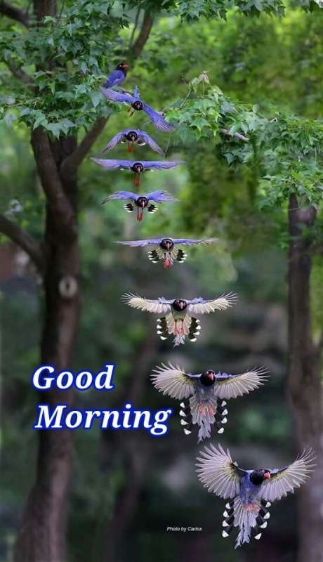 Wonderful Good Morning