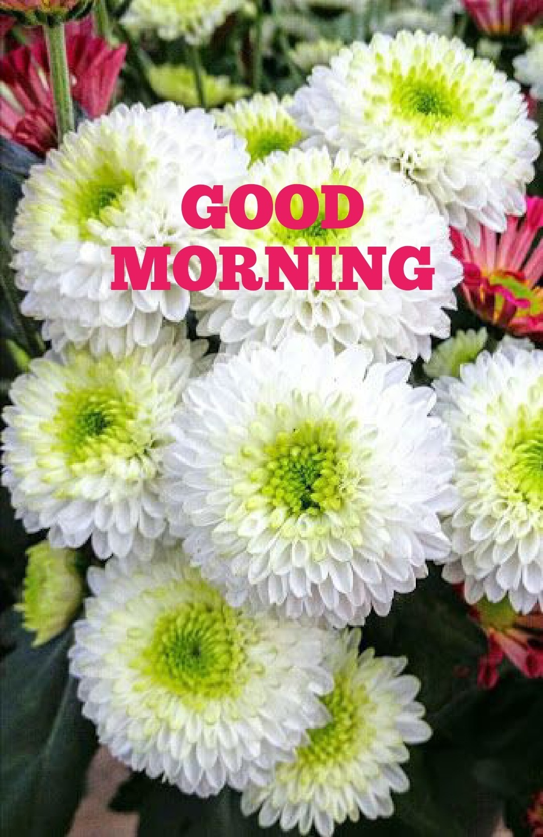 Good Morning With White Flowers Desicomments Com
