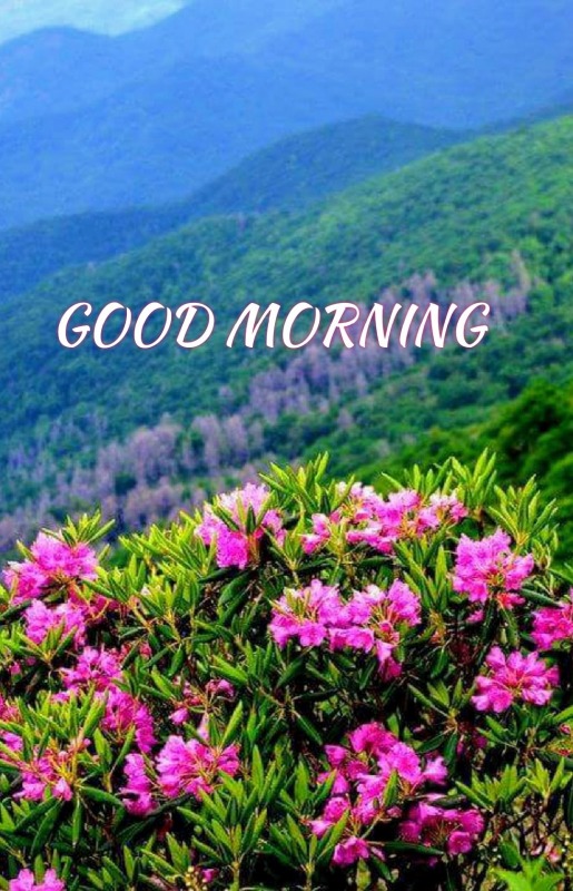 Beautiful Good Morning Picture