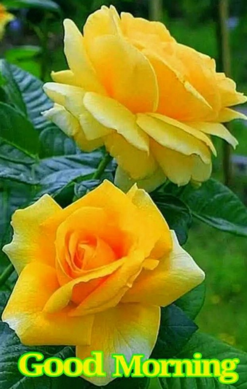 Good Morning With Yellow Roses