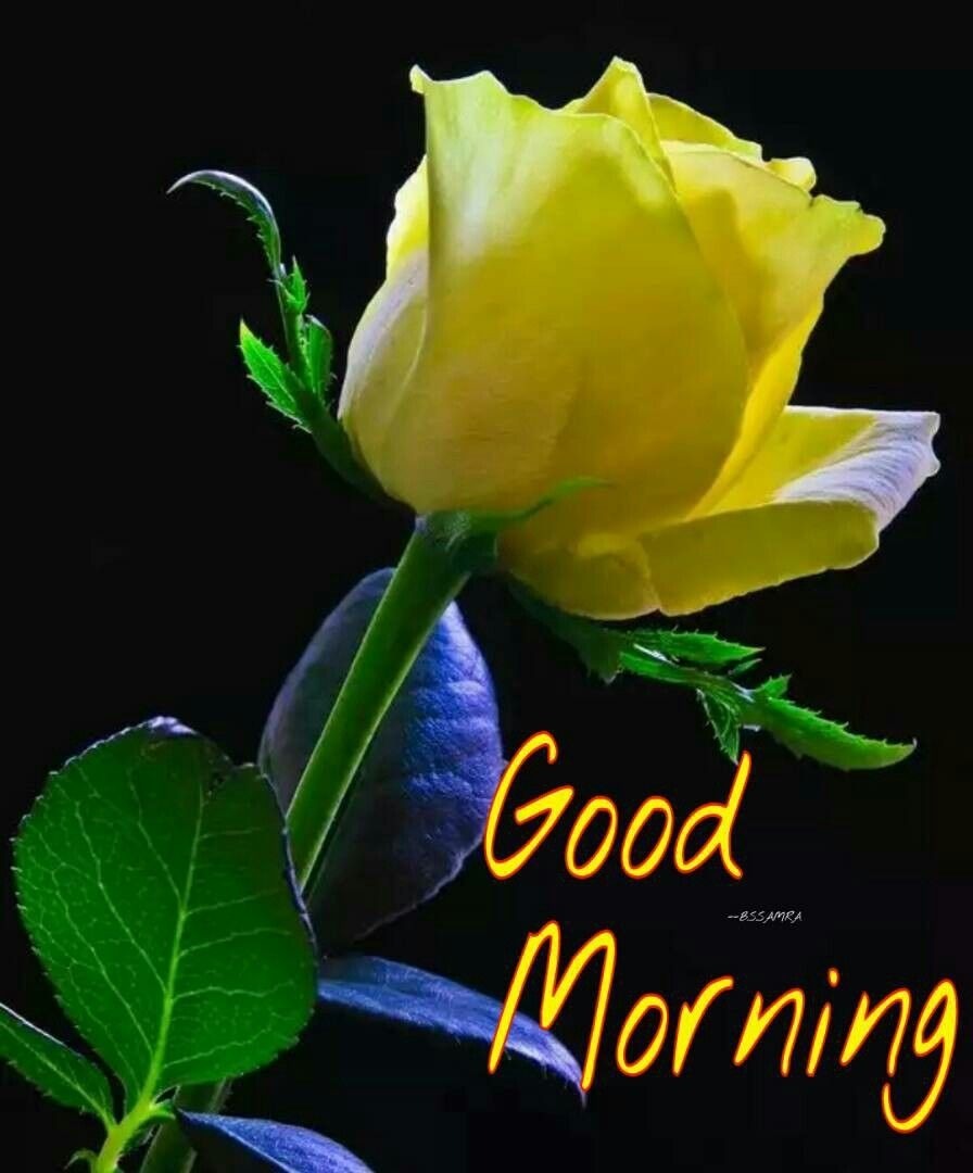 Good Morning With Yellow Rose - DesiComments.com