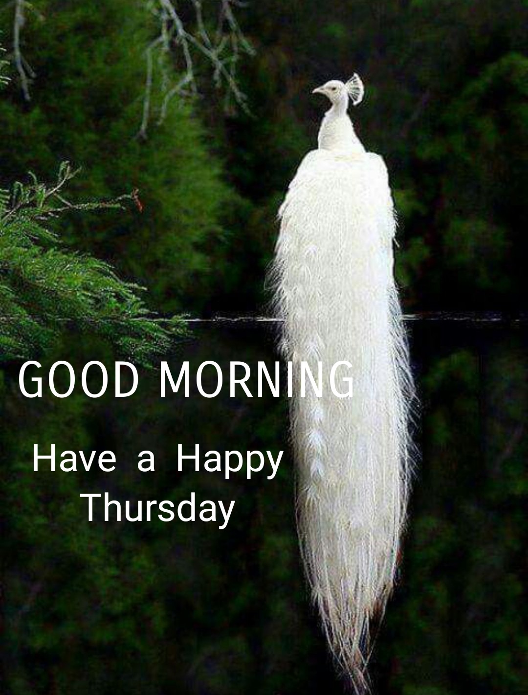 Good Morning Have A Happy Thursday - DesiComments.com
