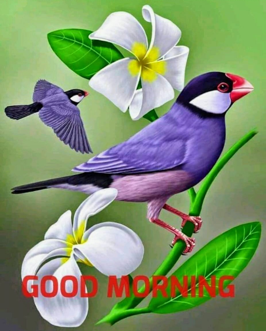 Good Morning With Beautiful Birds - DesiComments.com