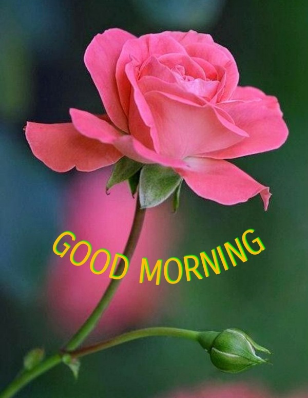 Good Morning With Pink Rose