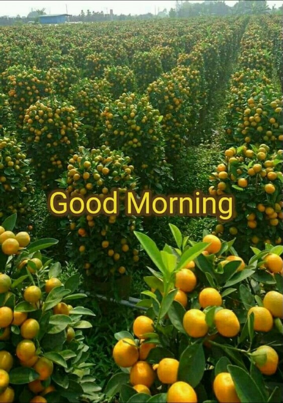 Fresh Good Morning