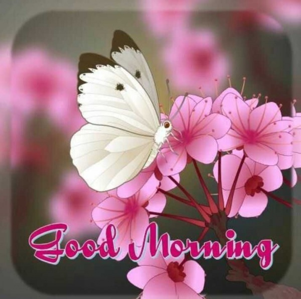 Good Morning With Butterfly And Flowers