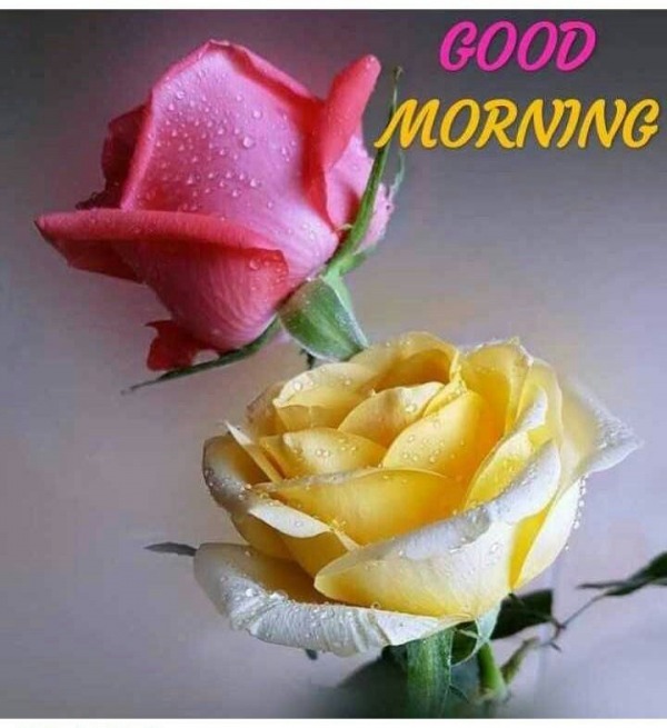 Good Morning With Yellow And Pink Rose