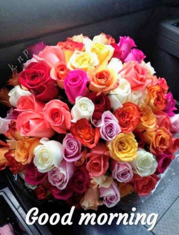 Good Morning With Colourful Roses