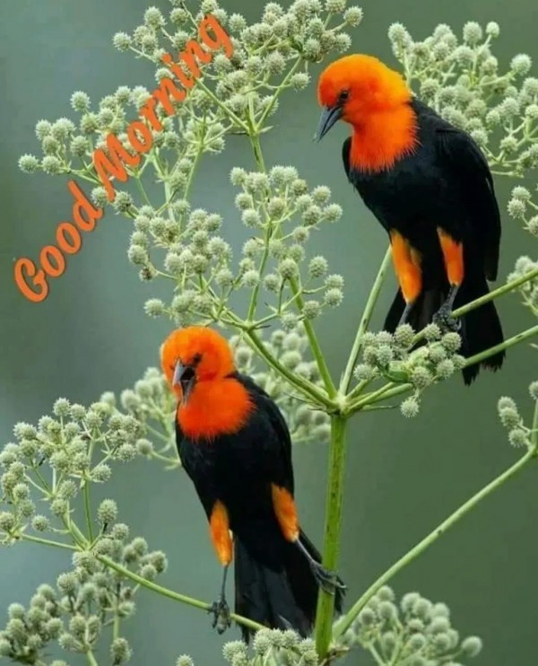 Good Morning With Beautiful Birds