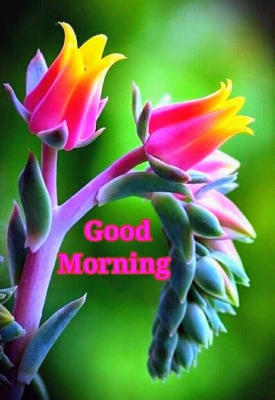 Colourful Good Morning Image