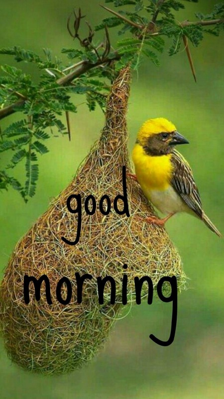 Wonderful Good Morning Photo