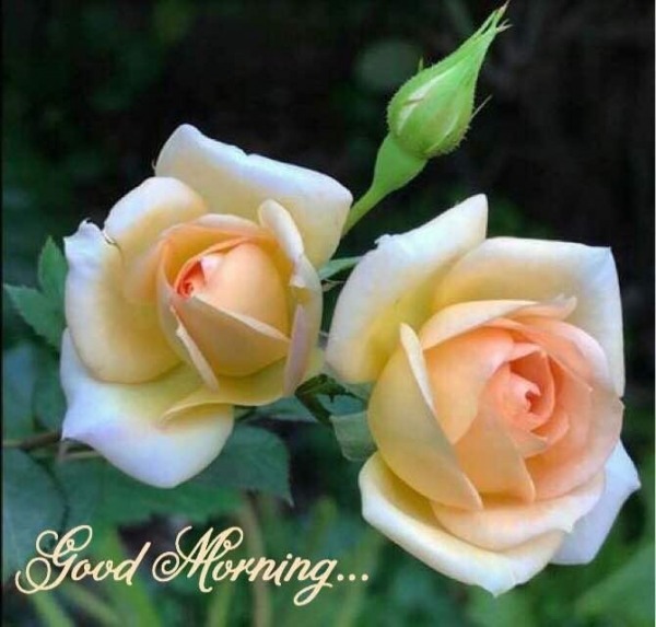 Good Morning With White Roses