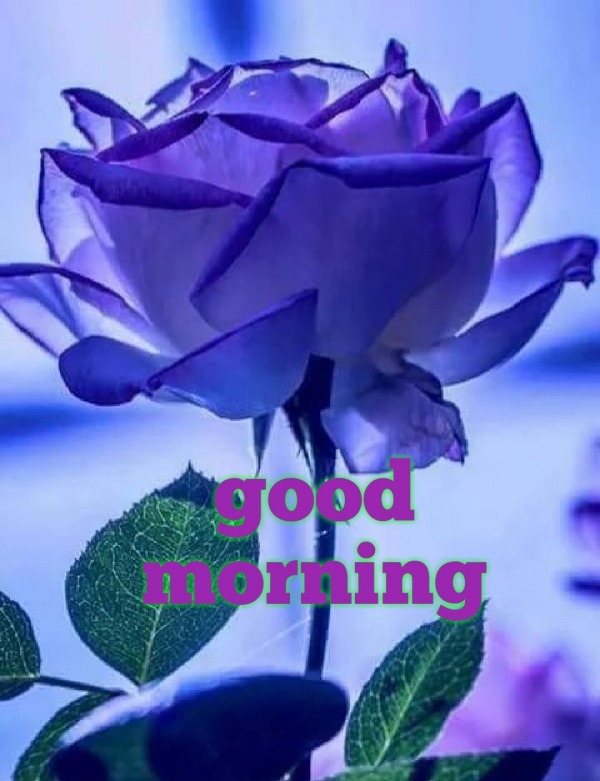 Good Morning With Purple Rose