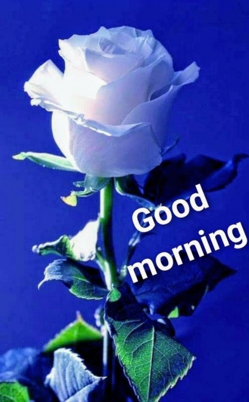 Good Morning With White Flower
