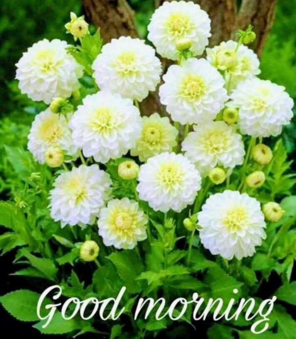 Good Morning With White Flowers