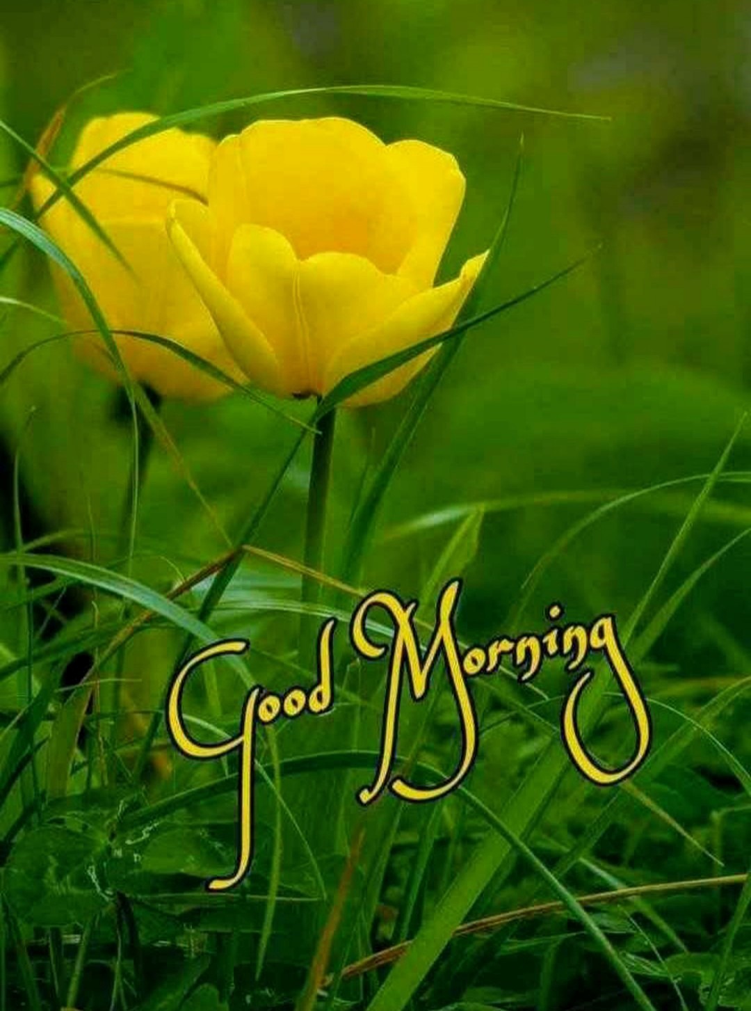 Good Morning With Yellow Flowers - DesiComments.com