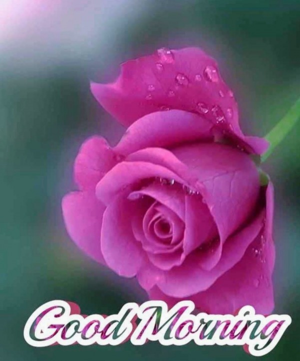 Good Morning With Dark Pink Rose